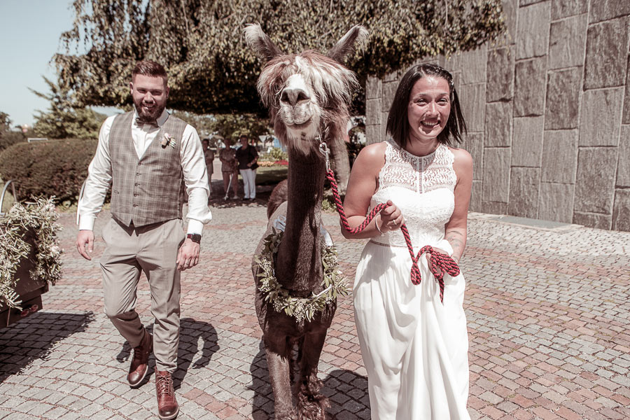 Hochzeitspaar am Standesamt mit einem Lama. Hochzeitsvideo wird erstellt